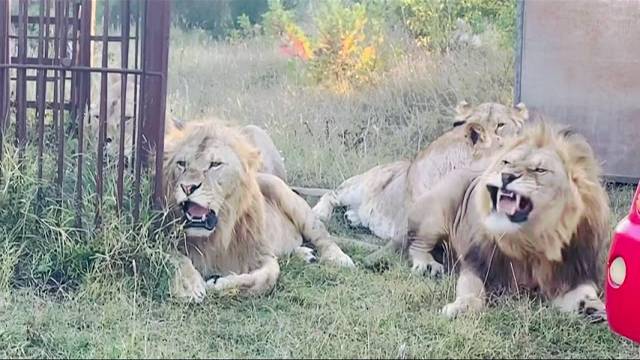 Очень КРУТОЕ ВИДЕО ! Молодые львы получили ВТОРОЙ УРОК ПОСЛУШАНИЯ!