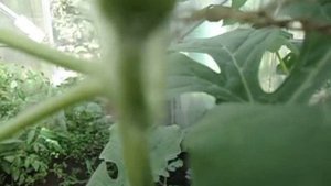 56 - КАК ПРАВИЛЬНО ОПЫЛЯТЬ АРБУЗЫ