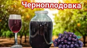 Настойка на Черноплодной Рябине. Вкуснее настойки я не пробовал!