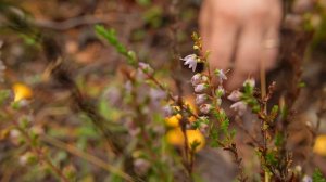 Грибная разведка 03 августа 2024. Приозерский район.