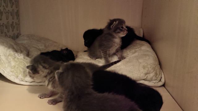 Котята в добрые руки