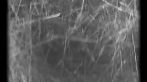 Земля 1930  Александр Довженко   Alexander Dovzhenko Earth