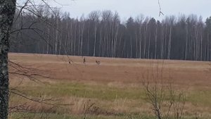 Охота на самца косули с подхода 2021.mp4