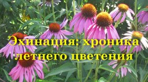 Эхинация хроника летнего цветения