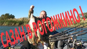 САЗАН В РОГОЖКИНО! Низовье Дона...
