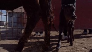 Joaquin Phoenix Rescues Mother Cow and Newborn Calf Day after Academy Awards Win