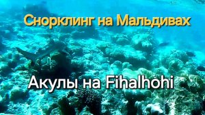 Мальдивы в ноябре. 13 серия. Снорклинг на Fihalhohi. Акулы на 2:50 и 10:12 минутах.