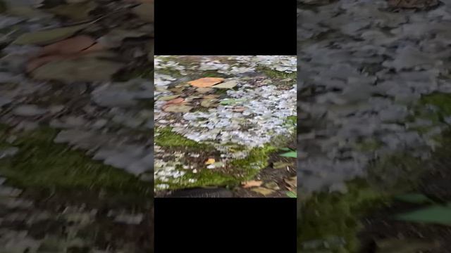 Старое кладбище на месте древнего погоста смотреть онлайн