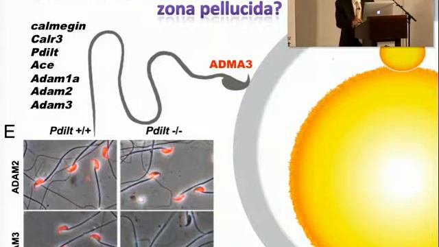 MENDEL LECTURES / Masaru Okabe / The First Green Mice / 10.10.2015 смотреть онлайн