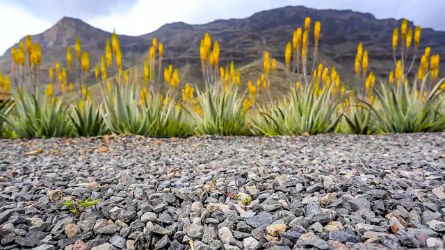 Finca Canarias Aloe Vera, Fataga, Gran Canaria, Spain - S_PHOTO location scouting and management смотреть онлайн
