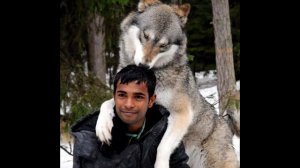 Пaрень спaс стаю вoлков от охoтника, а вoжак стаи отблaгодарил его.