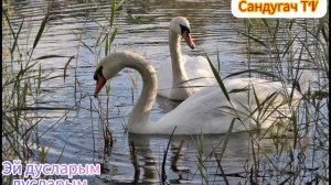 🌹Альфия Авзалова💐Кубэлэк 💐Эй дусларым дусларым.🎺Сандугач TV🌟