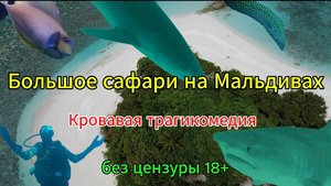 Большое Сафари на Мальдивах 2024