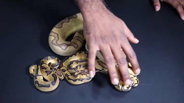 Ball Python Clown Project at ARP Constrictors смотреть онлайн