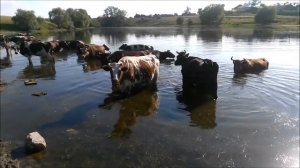 Коровы купаются в воде