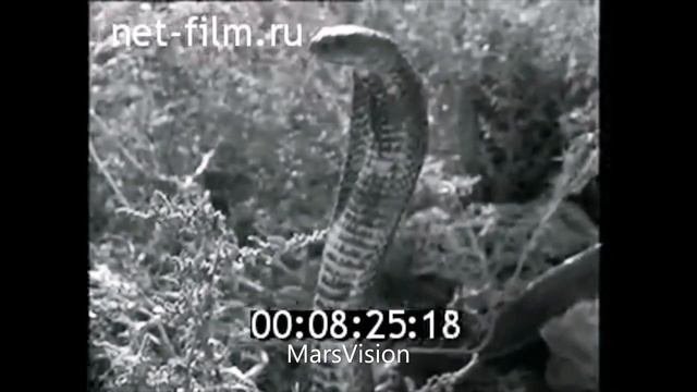 змеелов Юрий Орлов  Туркмения Туркменистан Туркменская Советская Социалистическая Республика