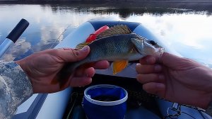 Осенний жор окуня на микроджиг!