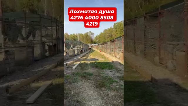 Помоги приюту!