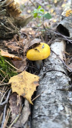 Жёлтая сыроежка в лесу / yellow russula mushroom 💛