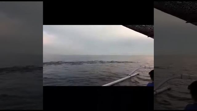 Bali Dolphin Tour | Bali Driver | Dewa Marco Private Day Tours