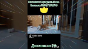 готовы к переезду в новый дом щенки Вельш Корги Пемброк. тел 89957365879