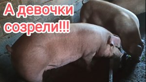 Ремонтные свинки пришли в охоту!!! #пьетрен #свиноводство #гибрид #кантор #лпх #уфа #жизнь_в_деревне