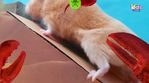 Лабиринт скорпионов! лабиринт для хомячков с ловушками! ПОЛОСА ПРЕПЯТСТВИЙ