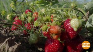 Погода, ну, ты даешь... Доброе утро. Фрагмент выпуска от 19.09.2024