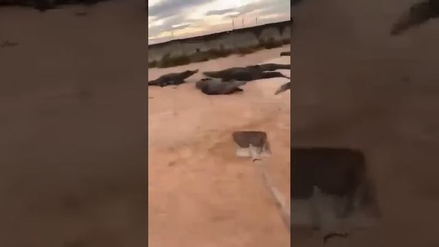 Крокодильчиков 🐊 жалко... 😢
