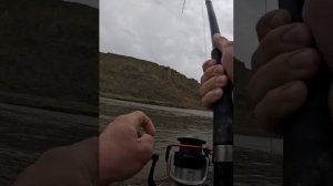 Мощный бой на реке с осетром.