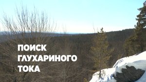 Поиск глухариного тока