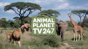 Animal Planet TV 24\7