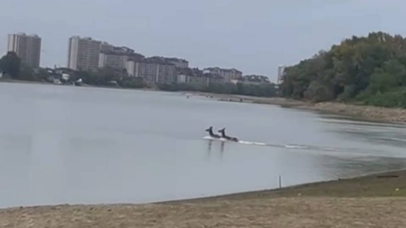 В Краснодаре неожиданно заметили оленей, переплывающих реку Кубань