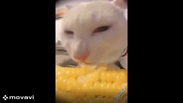 Мини сборник смешных видео. Видео до слез. С кошками и собаками смотреть онлайн