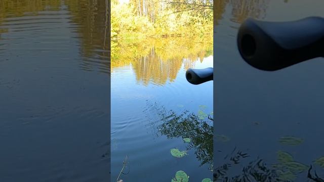 ЧТО ЗА БОЛЯЧКИ НА РЫБЕ?