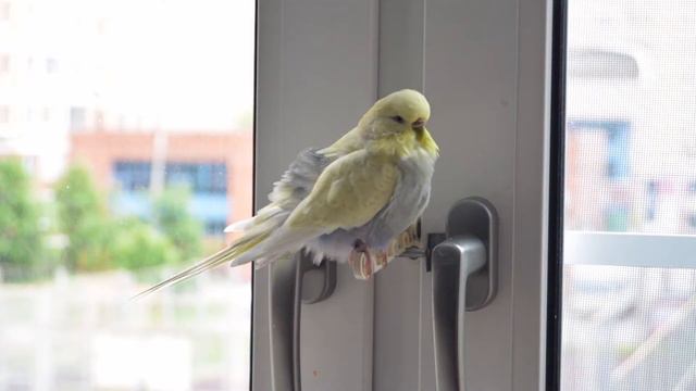 Budgie Leeloo is the queen. / Волнистый попугайчик Лилу королевична.