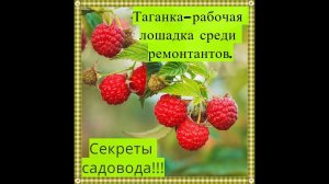 Таганка - один из лучших сортов малины
