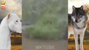 YOVVOYI HAYVON VA ITLAR JANGI