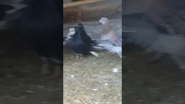 Frumsi смотреть онлайн