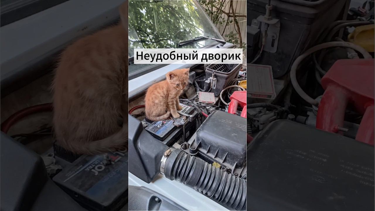 Помощник работает. Автодиагностика. #lebedkaservice #лебедкасервис #лебедка #нива #4x4 #niva #кот