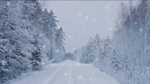 Белые крылья. Царева Людмила Ивановна