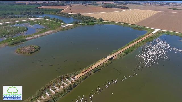 PELICANS AT AGAMON HEFER - ISRAEL смотреть онлайн