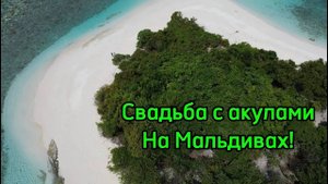 Свадьба с акулами на Мальдивах! Тигровые акулы Мальдив! Скаты,Черепахи и .....!!!
