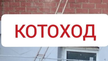Лайфхак для котов. Оригинальное решение