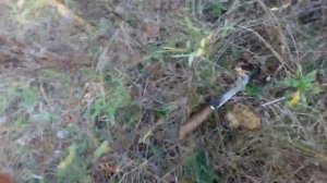 Море рыжиков в лесу! Набрал много ГРИБОВ!