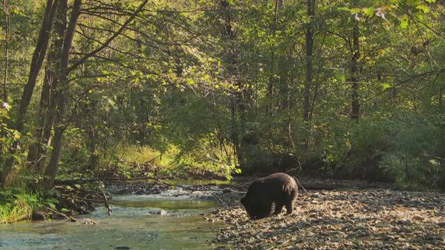 Амур - Амазонка Азии (Amur - Asiens Amazonas) (2015). 2/3.Чёрный дракон