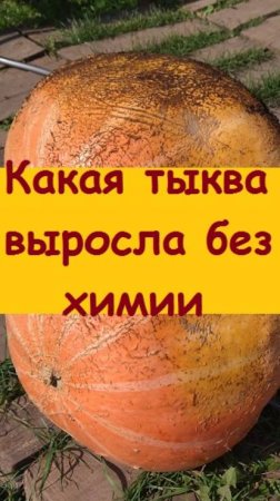 Чем закончился эксперимент по выращиванию крупной тыквы - показываю!