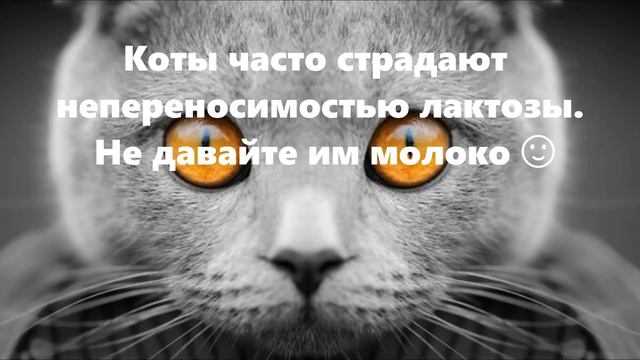 Интересные факты о кошках #кошки #фактыинтересные смотреть онлайн