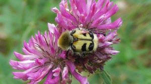 Восковик перевязанный   ( Trichius fasciatus )