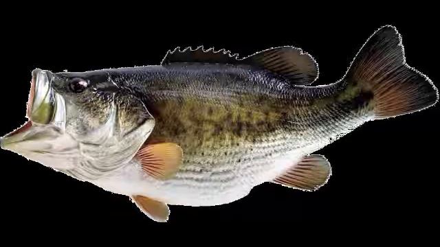 DJ FISH vs ALESSO 1REPUBLIC and STEVE AOKI смотреть онлайн